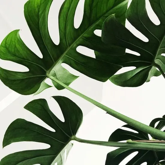 TwentyTwo Skincare Nourishing Rich Night Cream