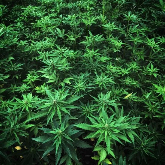 Hempz Pomegranate Herbal Body Moisturiser 500ml