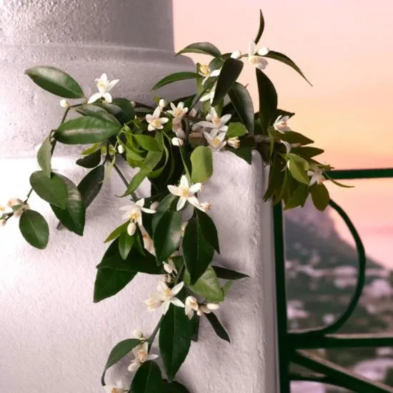 Dolce & Gabbana Devotion Intense Eau De Parfum 50ml