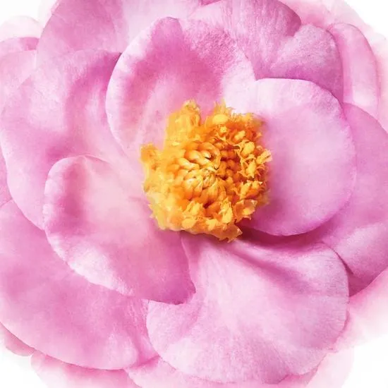 Nuxe Hair Prodigieux Pre-shampoo Nourishing Mask 125ml