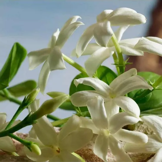 Dolce & Gabbana Q Parfum 50ml