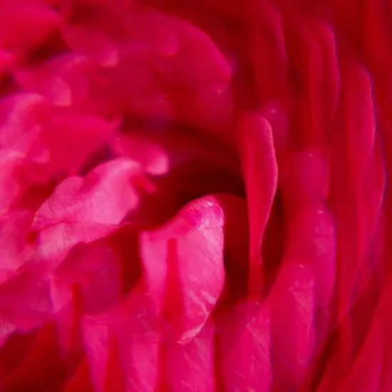 Roger & Gallet Gingembre Rouge Body Lotion 250ml