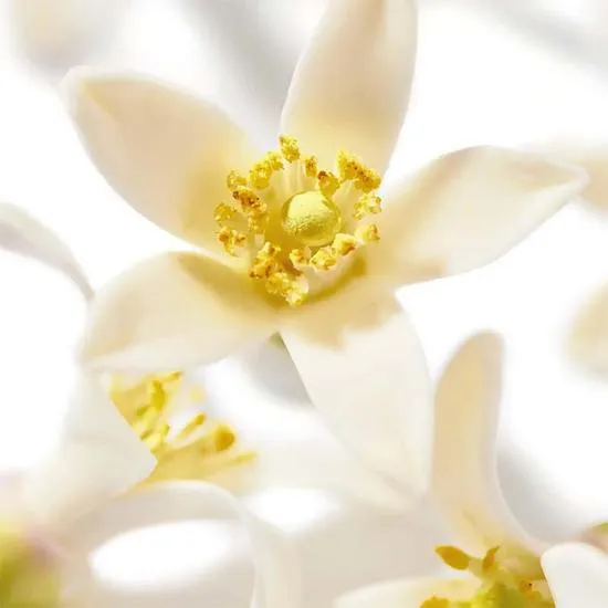 Nuxe Prodigieux Neroli Le Parfum