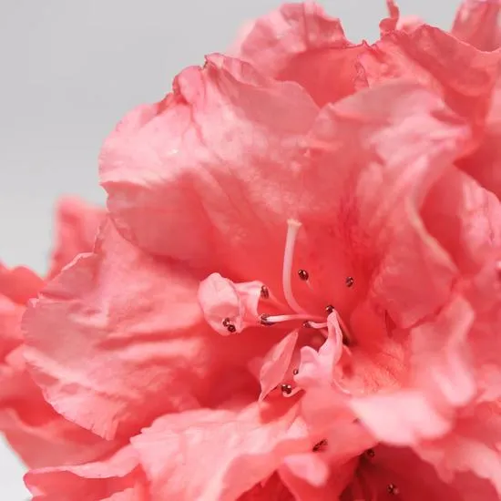 BABOR Skinovage Purifying Mask For Oily, Acne-prone Skin 50ml