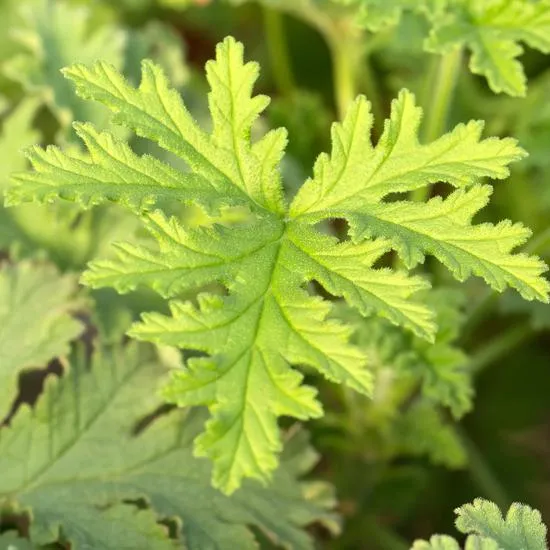 Calvin Klein Eternity Cologne For Men Eau De Toilette 100ml