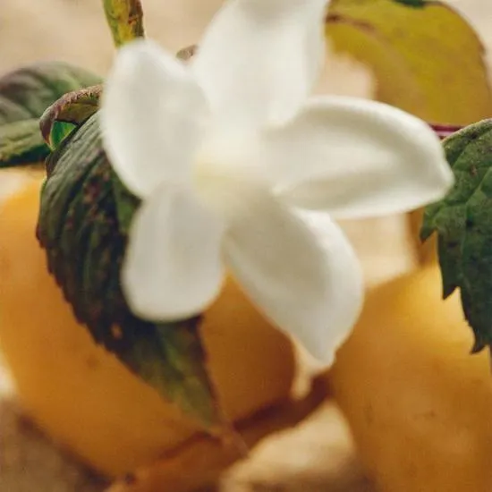 Chloé Nomade Jasmin Naturel Intense Eau De Parfum 30ml