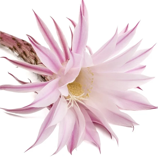 L'Anza Keratin Healing Oil Brush Thru Spray 350ml