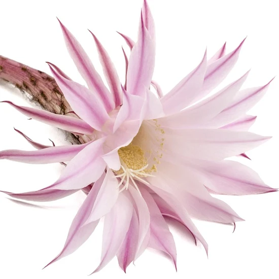 L'Anza Keratin Healing Oil Finishing Spray 350ml