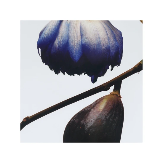 Jo Malone London Fig & Lotus Flower Cologne 30ml