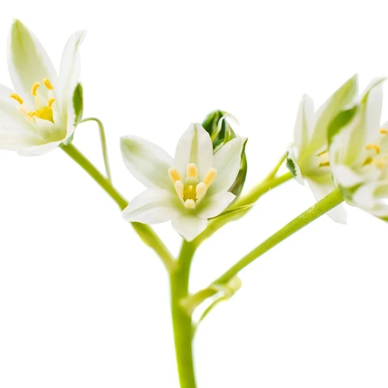 L'Anza Healing Volume Conditioner 250ml