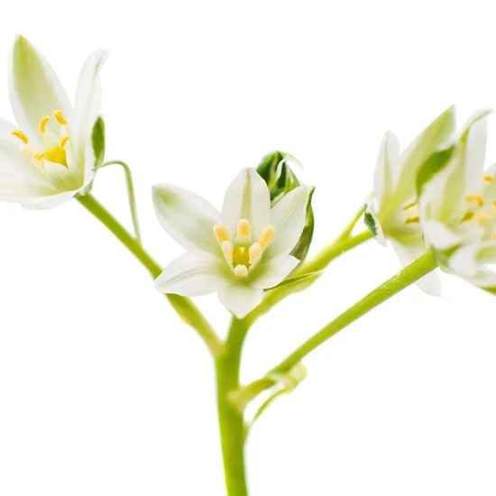 L'Anza Healing Strength Shampoo 950ml