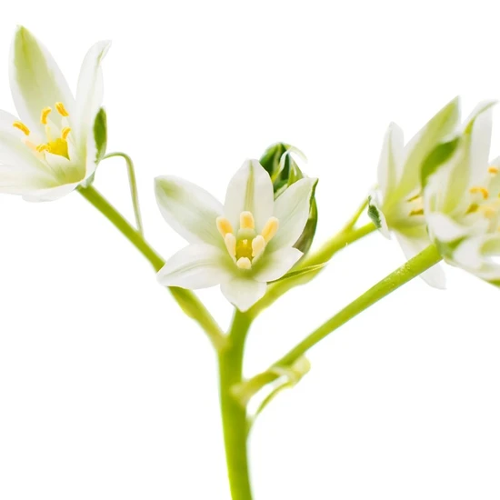 L'Anza Healing Volume Shampoo 300ml