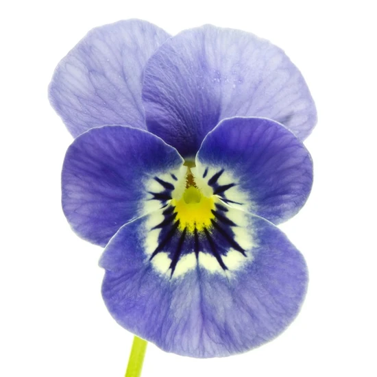 L'Anza Healing ColorCare Purple Shampoo 300ml