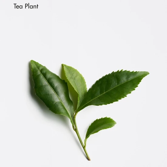 La Biosthetique Hairloss Control Scalp Concentrate 10 x 10ml