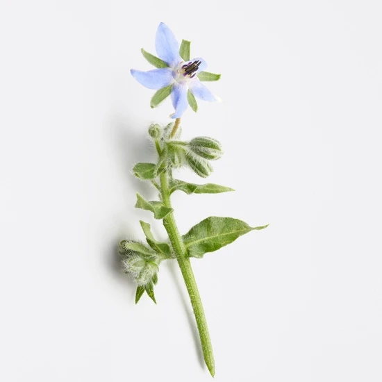 La Biosthetique Revitalising Capsules 7 days