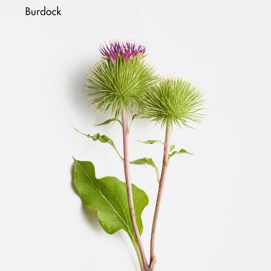 La Biosthetique Fortifying Scalp Concentrate 10 x10 Ampoules