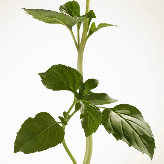 BURBERRY Goddess Intense Eau De Parfum 30ml