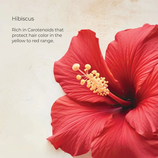 L'Anza Healing ColorCare Conditioner 250ml