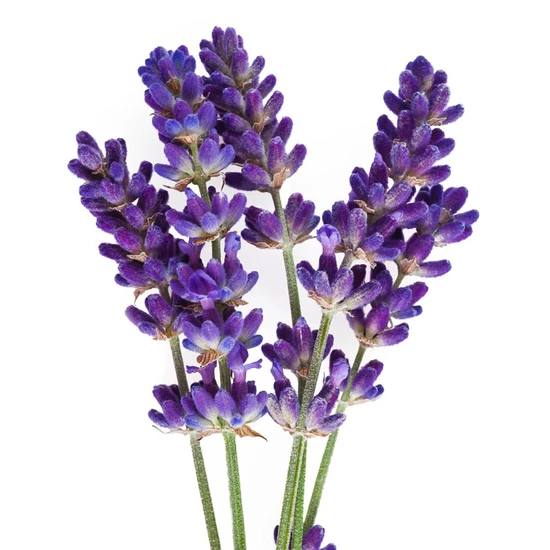 L'Anza Healing ColorCare Purple Shampoo 300ml