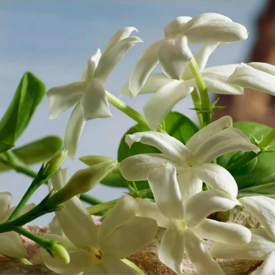 Dolce & Gabbana Q Parfum 50ml