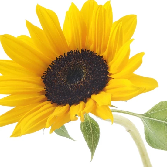 L'Anza Healing Strength Silk Serum 100ml