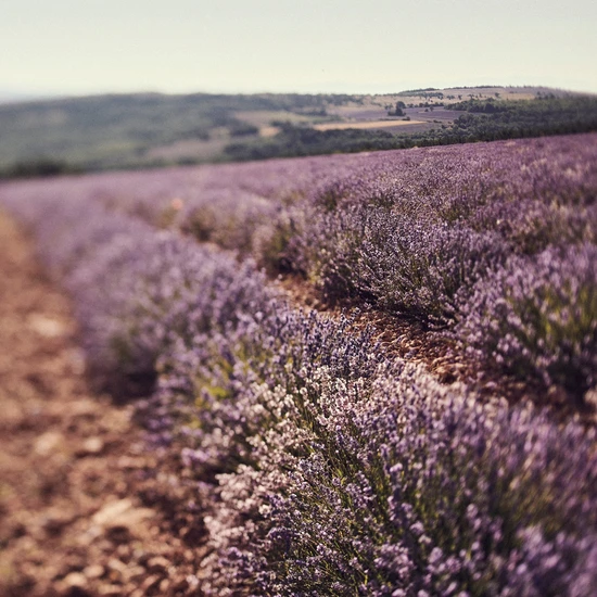L'Occitane Shea Lavender Hands & Body Liquid Soap 500ml