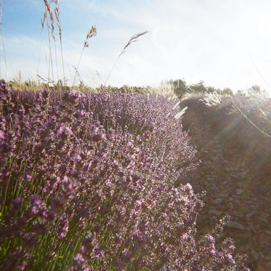 L'Occitane Shea Lavender Hands & Body Liquid Soap 500ml