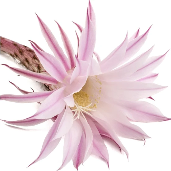 L'Anza Healing Style Taffy 75ml