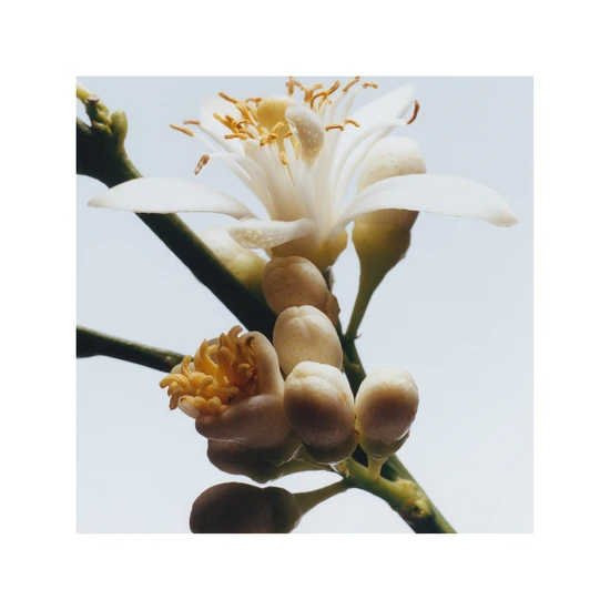 Jo Malone London Orange Blossom Cologne 30ml