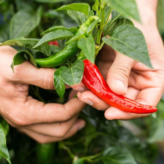 A.Vogel Herbamare Spicy 125g