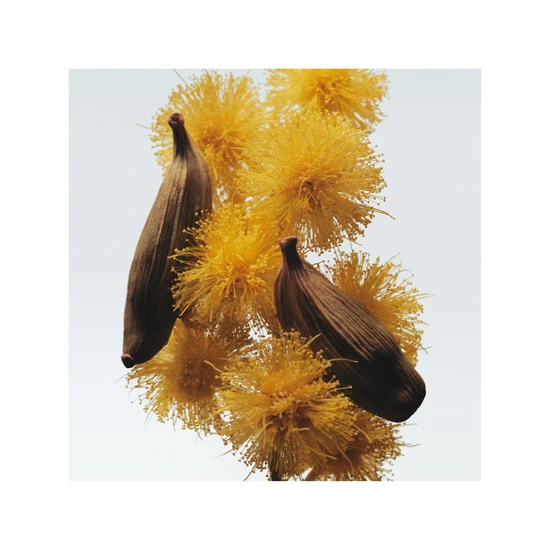 Jo Malone London Mimosa & Cardamom Cologne 30ml