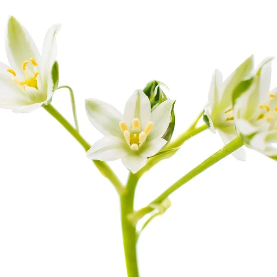 L'Anza Keratin Healing Oil Bounce Up Spray 180ml