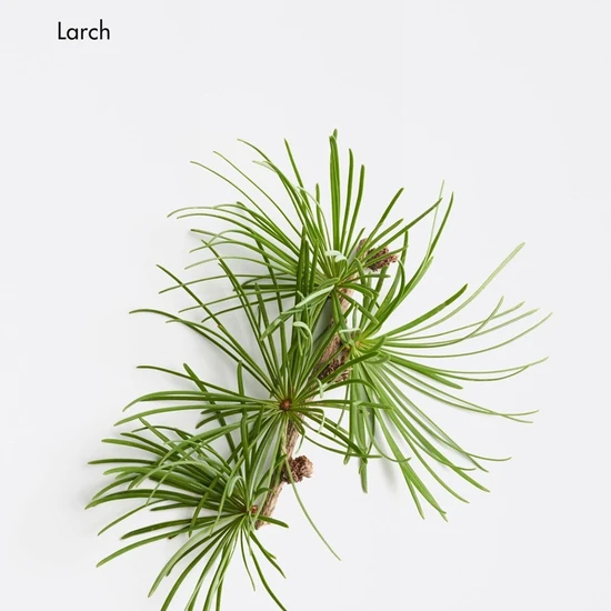 La Biosthetique Hairloss Control Scalp Concentrate 10 x 10ml