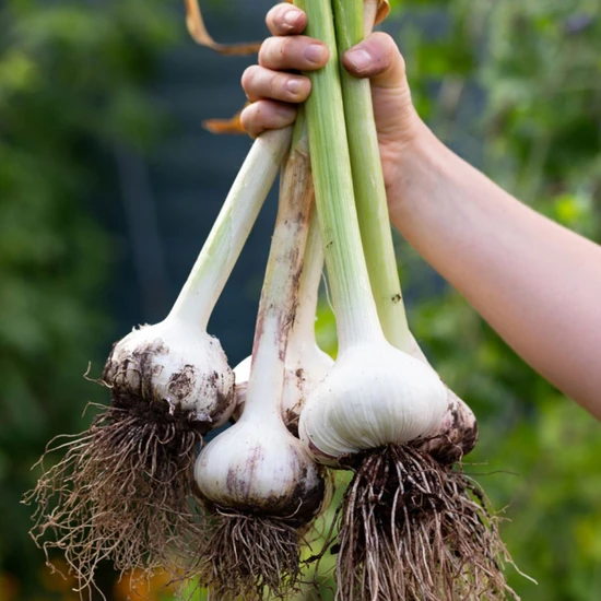 A.Vogel Herbamare 125g