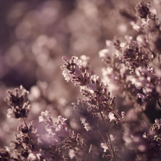 L'Occitane Shea Lavender Hands & Body Liquid Soap 500ml