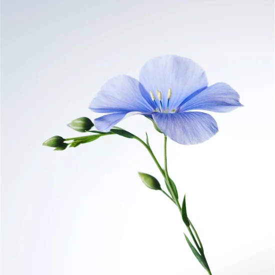 Weleda Hydra Shine Conditioner 150ml