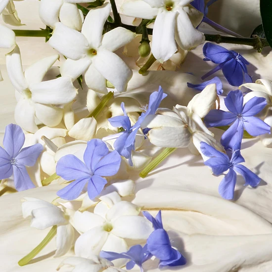 Dolce & Gabbana Blue Jasmine Eau De Parfum 50ml