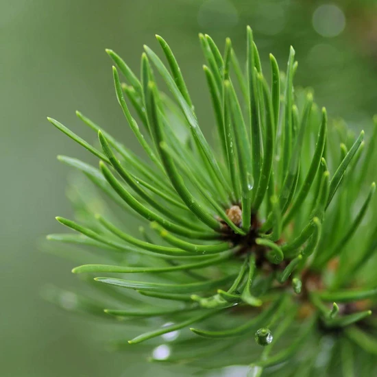 Wiberg's Pine Rejuvenating Bath & Shower Oil 300ml