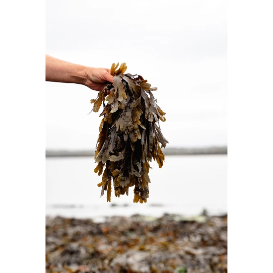 Doctor Seaweed Ishga Seaweed Bath