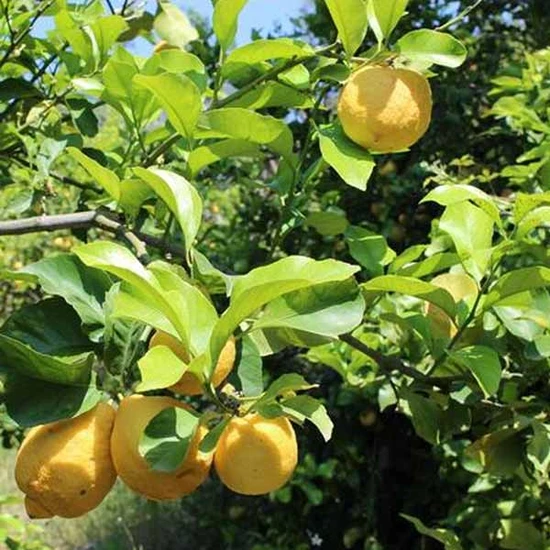 Weleda Citrus Refreshing Body Lotion 200ml