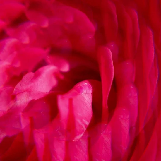 Roger & Gallet Gingembre Rouge Body Lotion 250ml