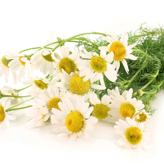 L'Anza Healing Style Foundation Mousse 150ml