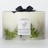 French Connection Botanical Collection Vetivert Eucalyptus & Sea Salt Candle 1500g